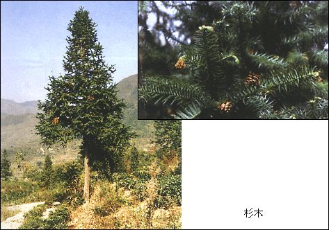 杉木 杉木
