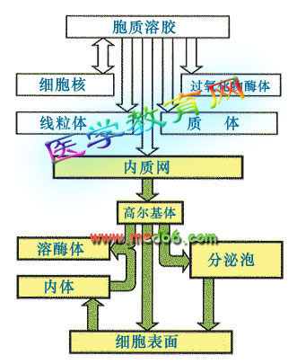 蛋白质合成 蛋白质合成