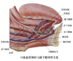 口腔腺体 口腔腺体