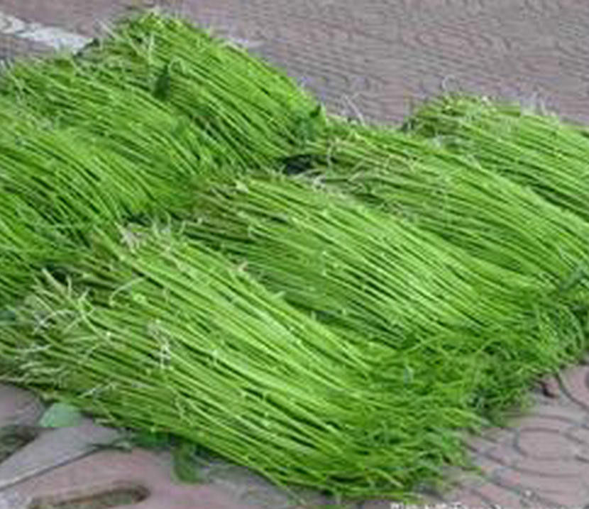 水雍菜 水雍菜
