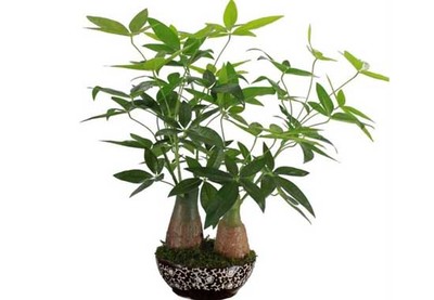木棉科 木棉科