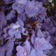蓝花楹属 蓝花楹属