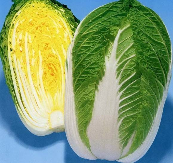 夏翠大白菜 夏翠大白菜