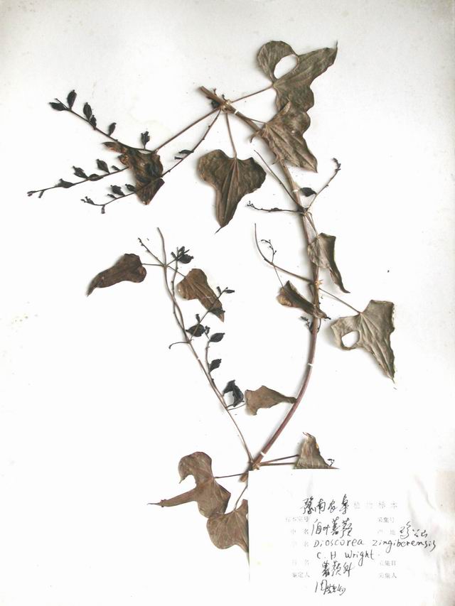 盾叶薯蓣标本 盾叶薯蓣标本