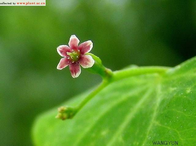 盾叶薯蓣花 盾叶薯蓣花