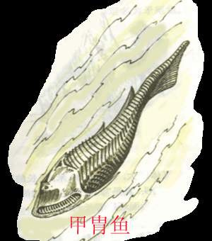 史前动物:甲冑鱼 史前动物:甲冑鱼