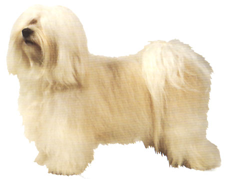 哈瓦那小犬 哈瓦那小犬