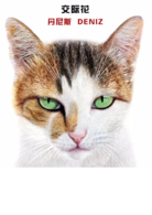 爱猫之城