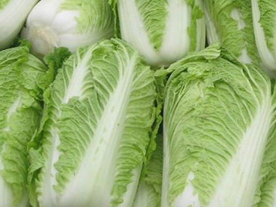 疏勒大白菜 疏勒大白菜