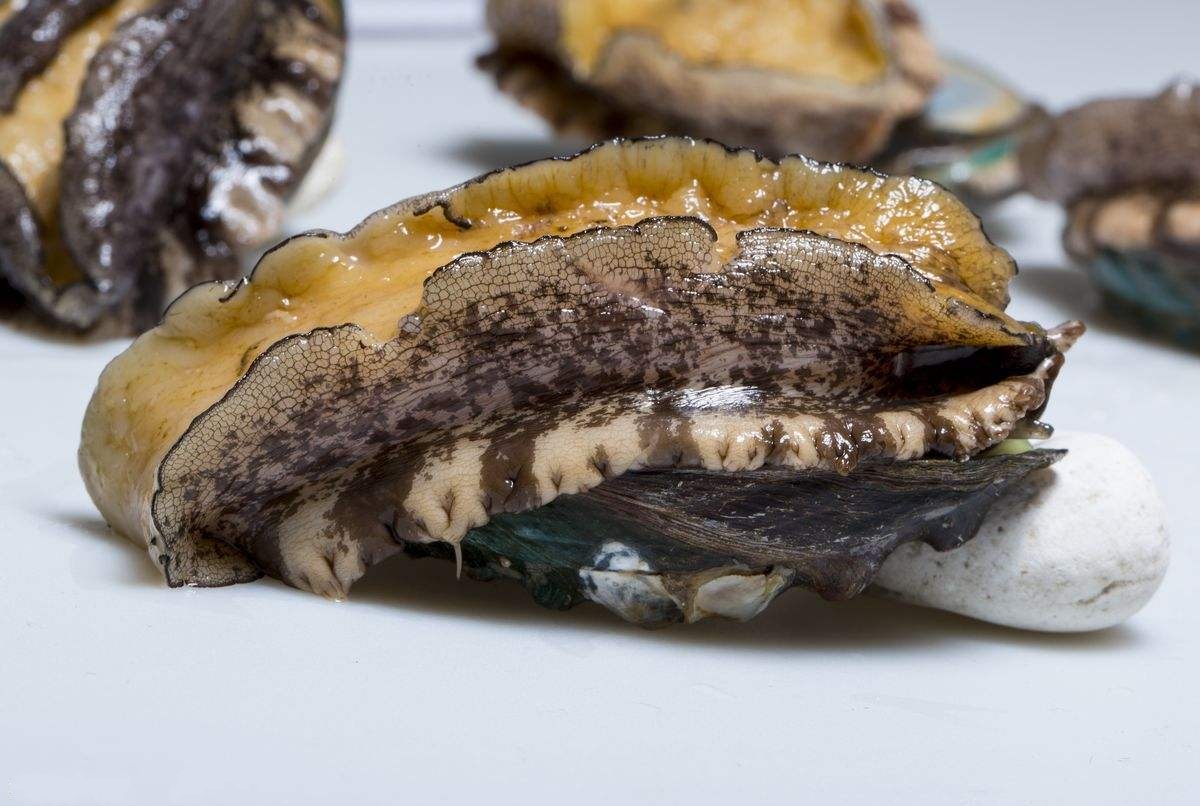 大连鲍鱼 大连鲍鱼