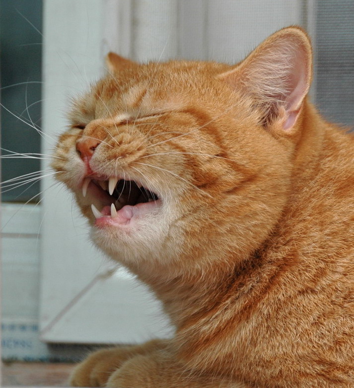 可爱的猫猫要打喷嚏了 可爱的猫猫要打喷嚏了