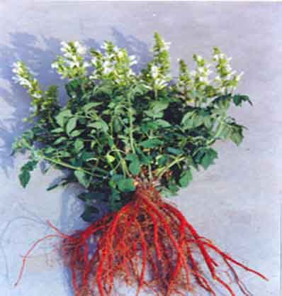 白花丹参 白花丹参