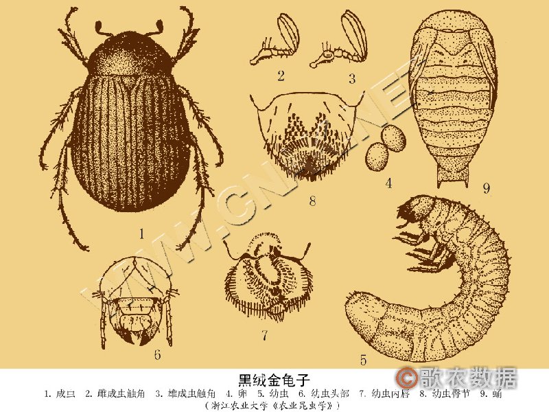 东方绢金龟 东方绢金龟