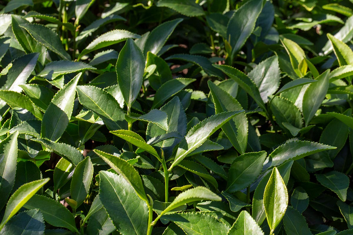 毛蟹茶 毛蟹茶