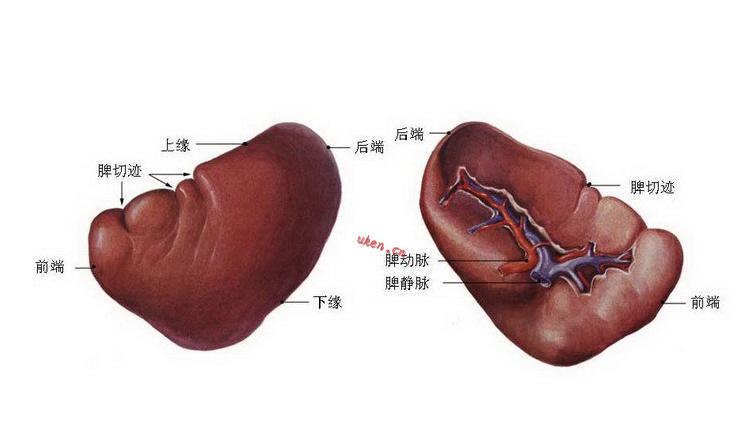 脾(器官) 脾(器官)