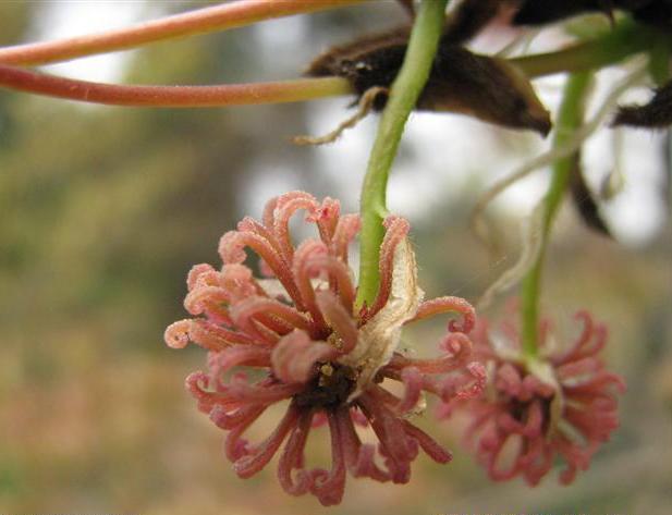 枫香树-花(图5) 枫香树-花(图5)