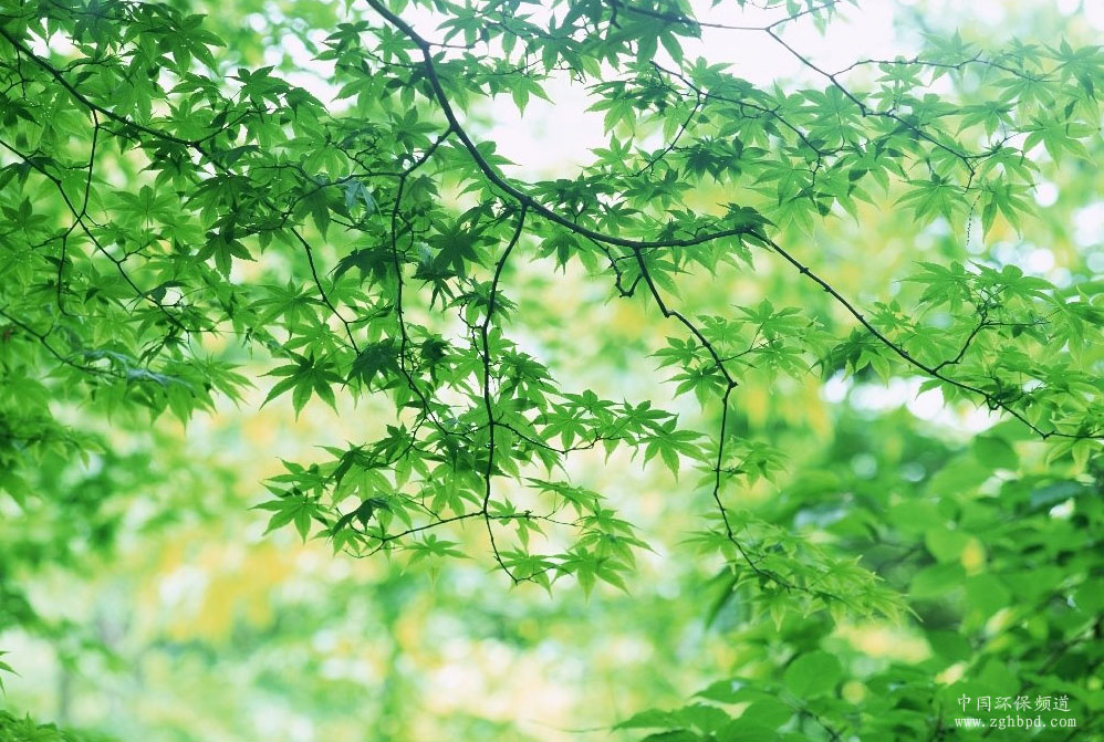 大自然中的绿色 大自然中的绿色