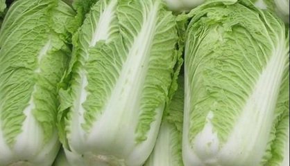 天津大白菜 天津大白菜