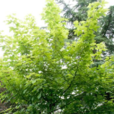 枫香树(枫香) 枫香树(枫香)