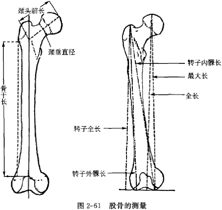 大腿长 大腿长