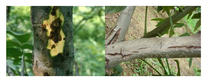 核桃枝枯病 核桃枝枯病