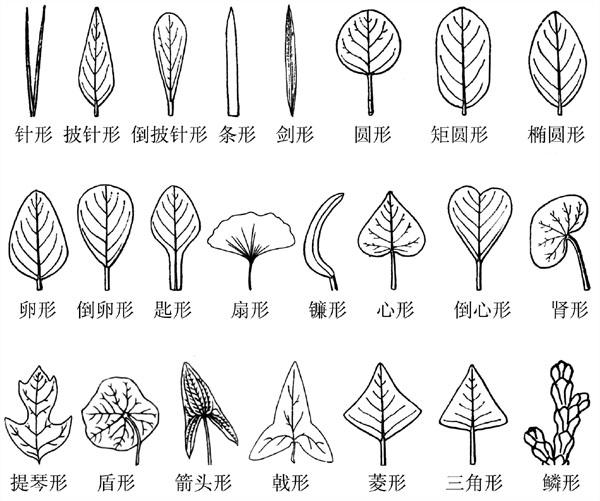 叶形 叶形