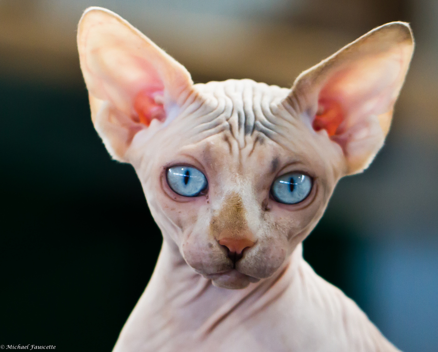 Sphynx Sphynx