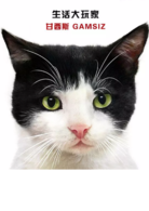 爱猫之城