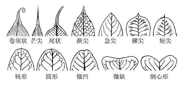 叶端 叶端