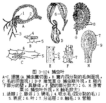叶的变态 叶的变态