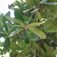 红厚壳(植物) 红厚壳(植物)