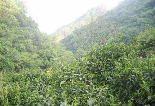 竹林 竹林