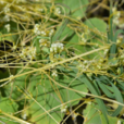 菟丝草 菟丝草