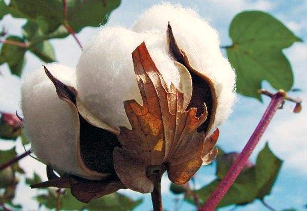 转基因棉花 转基因棉花