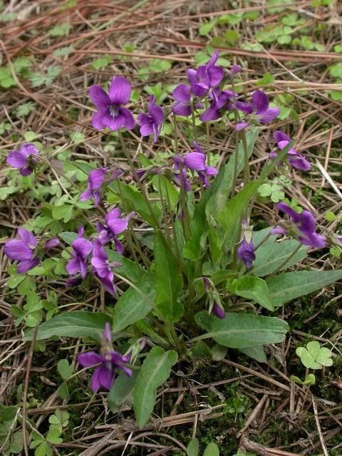 紫花地丁(中药) 紫花地丁(中药)