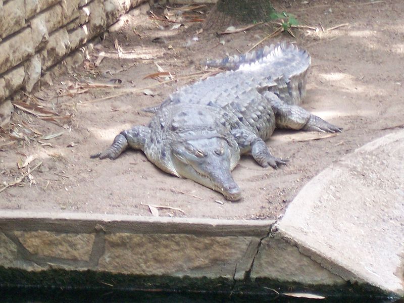 奥里诺科鳄鱼 奥里诺科鳄鱼