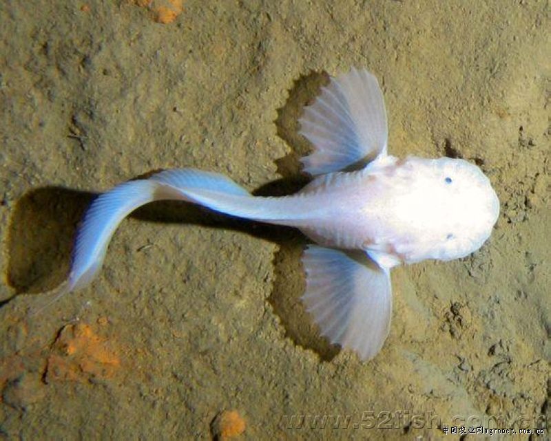 深海短吻狮子鱼 深海短吻狮子鱼