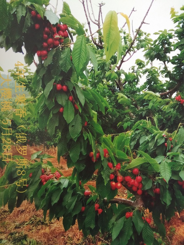 俄罗斯8号樱桃 俄罗斯8号樱桃