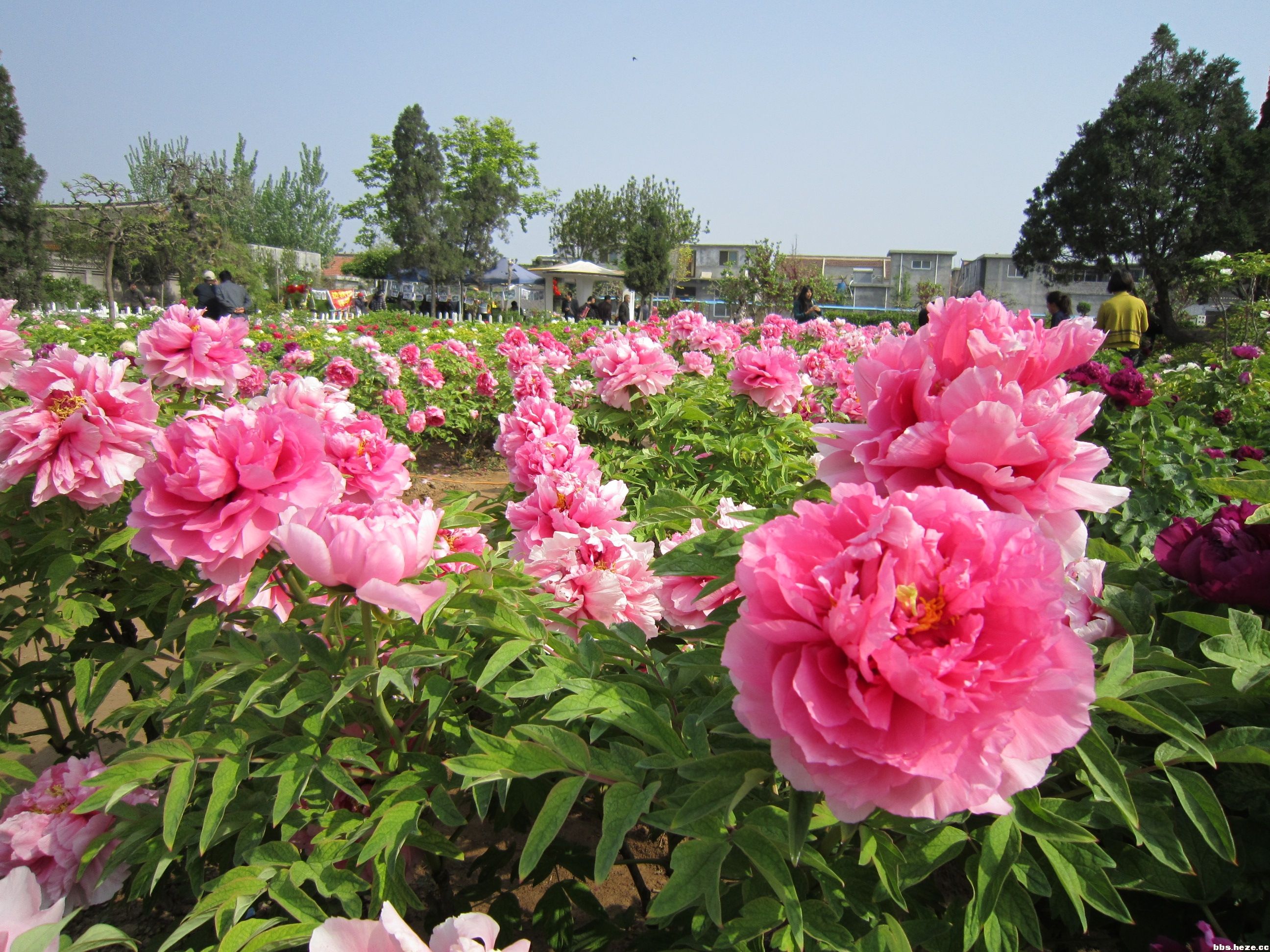 菏泽牡丹 菏泽牡丹
