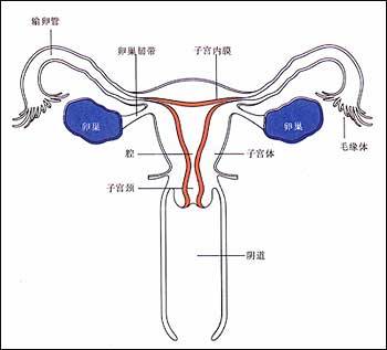 内分泌不孕 内分泌不孕