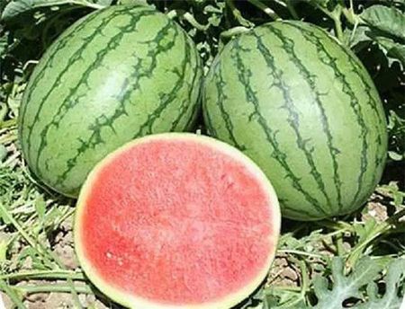 无性繁殖 无性繁殖