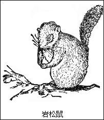 松鼠科 松鼠科