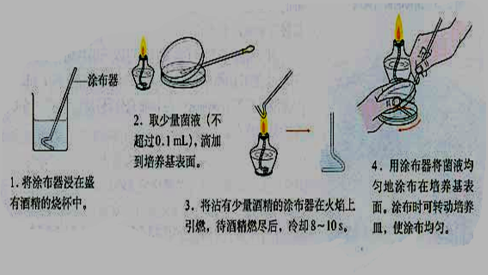 涂布平板法 涂布平板法