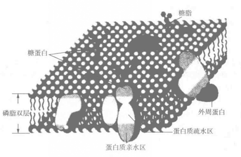 流动镶嵌模型 流动镶嵌模型