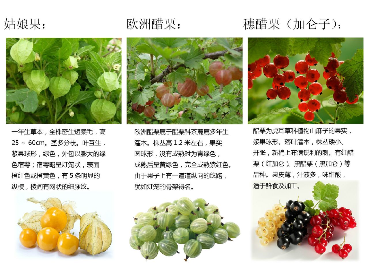 姑娘(灯笼果) 姑娘(灯笼果)