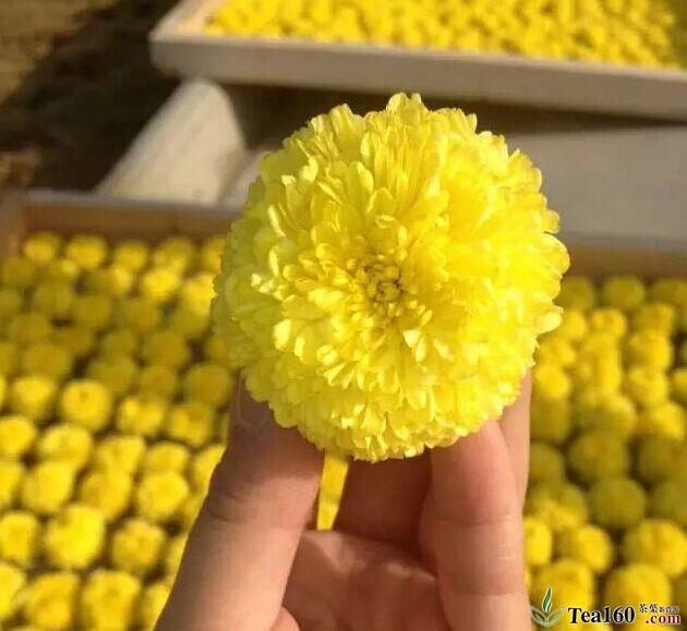 江博万寿菊 江博万寿菊