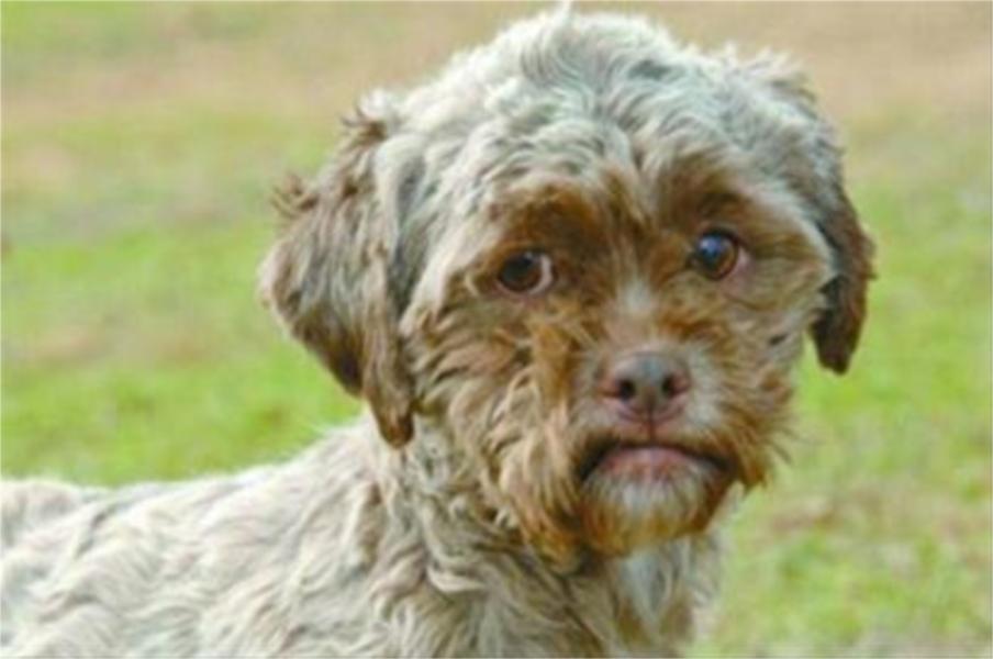 人面犬 人面犬