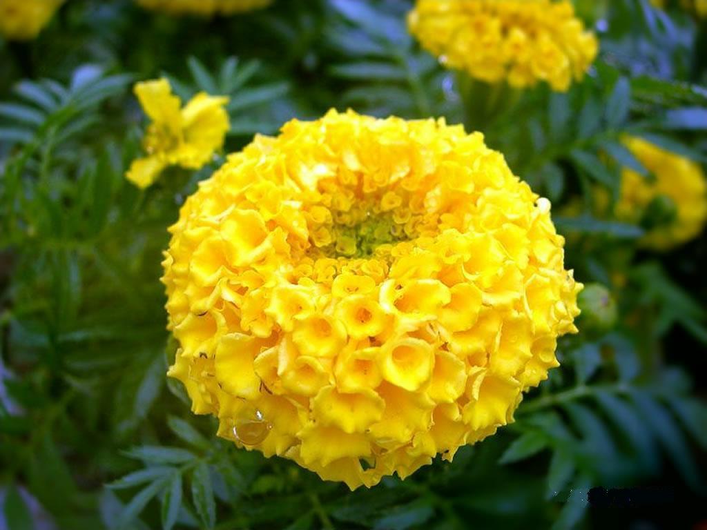 万寿菊花 万寿菊花