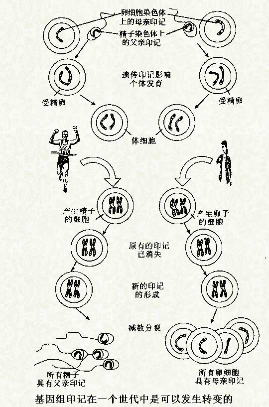 基因组印迹 基因组印迹