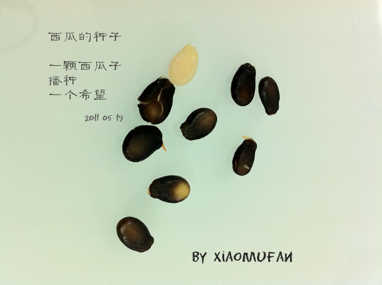 西瓜种子(西瓜的繁殖体) 西瓜种子(西瓜的繁殖体)